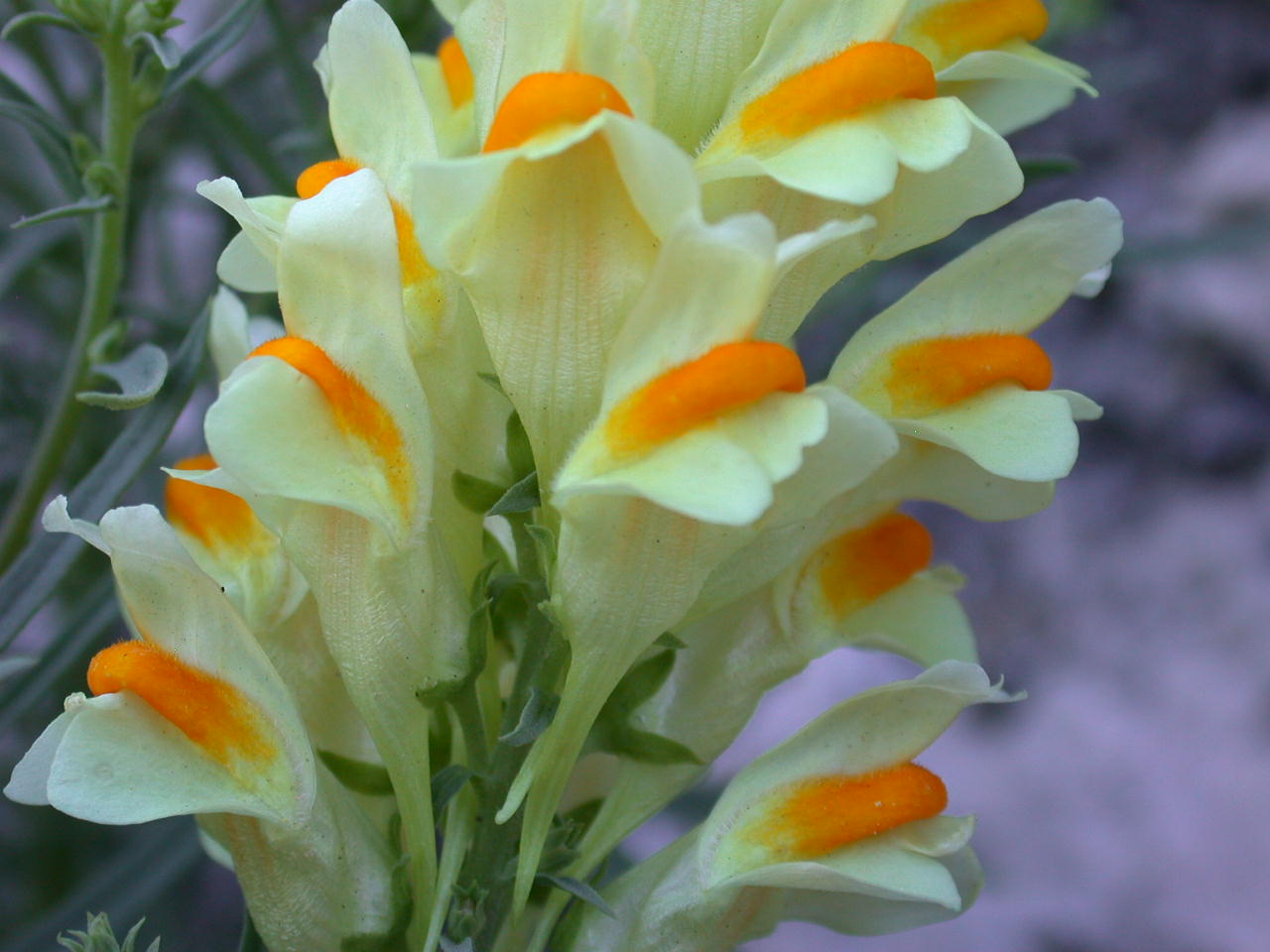 Semplicemente ... bella - Linaria vulgaris